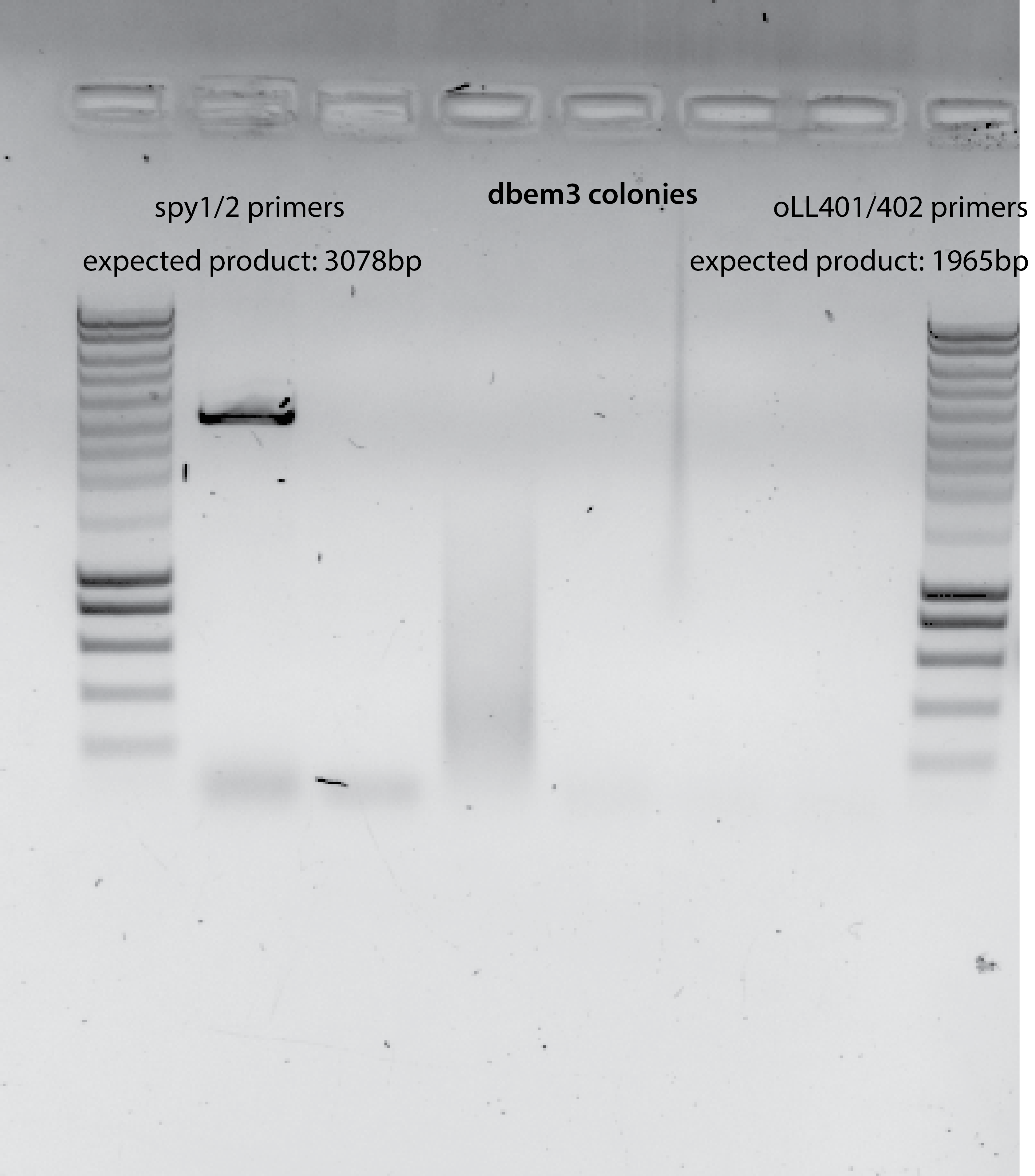 Not conclusive PCR product