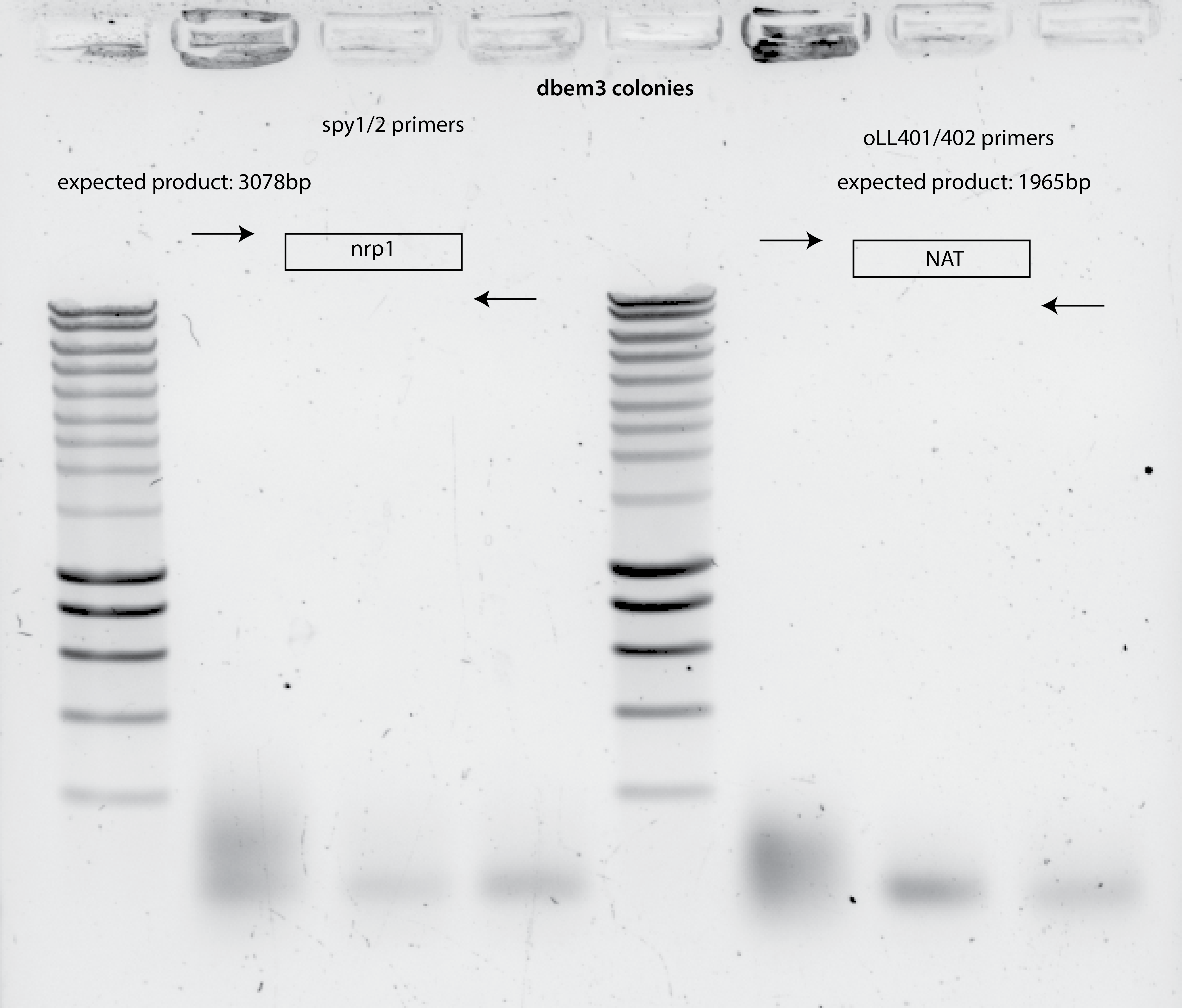 No PCR product