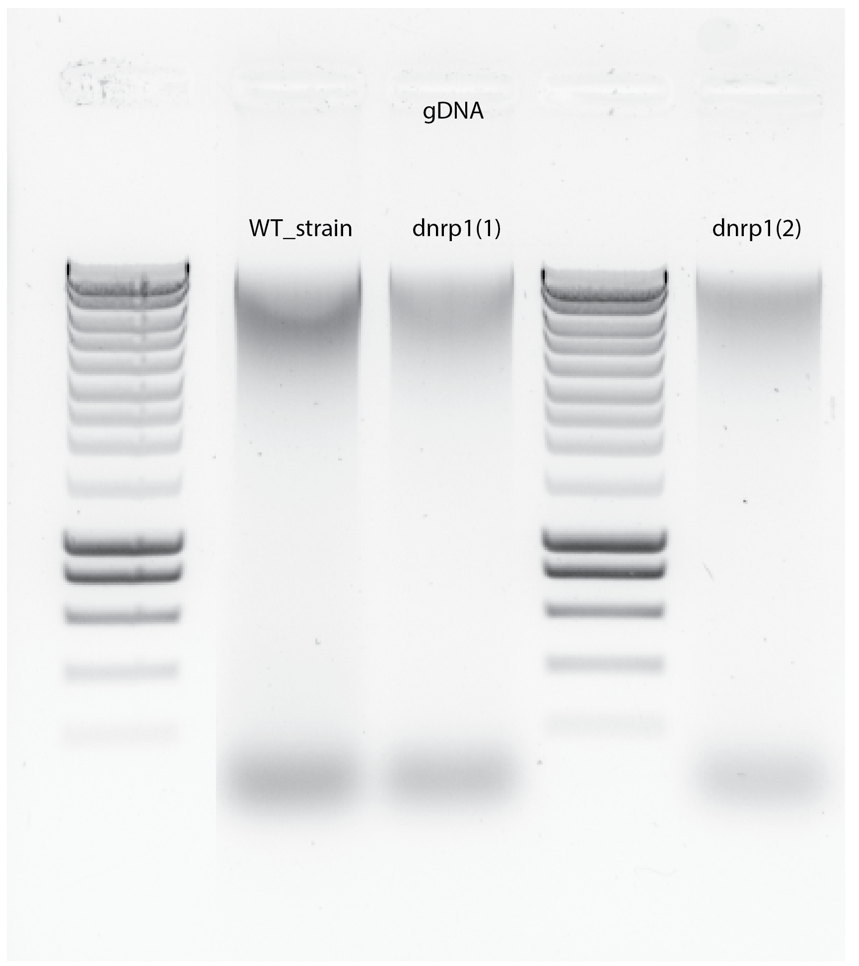 DNA-extraction#2