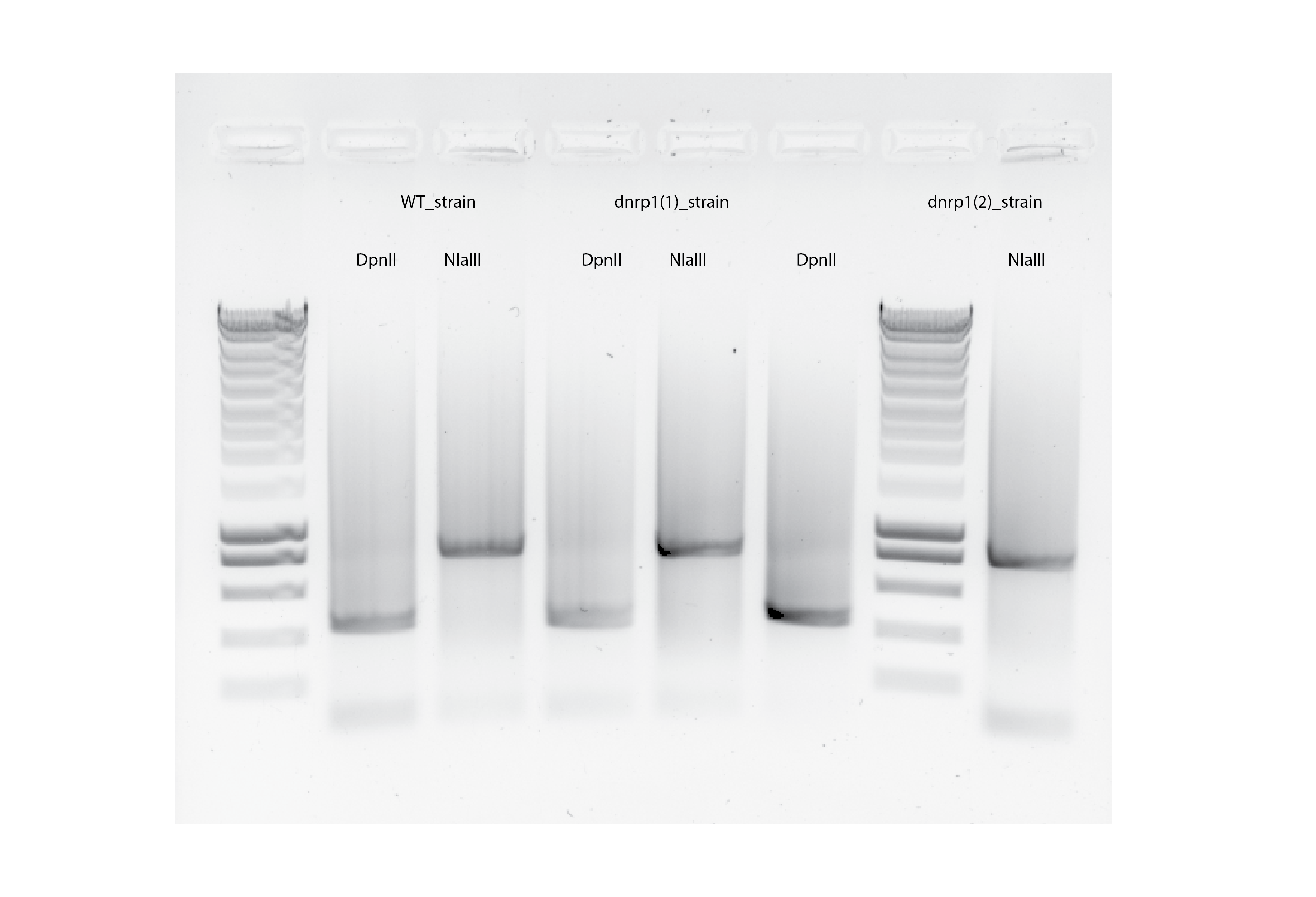 Ligation #2 