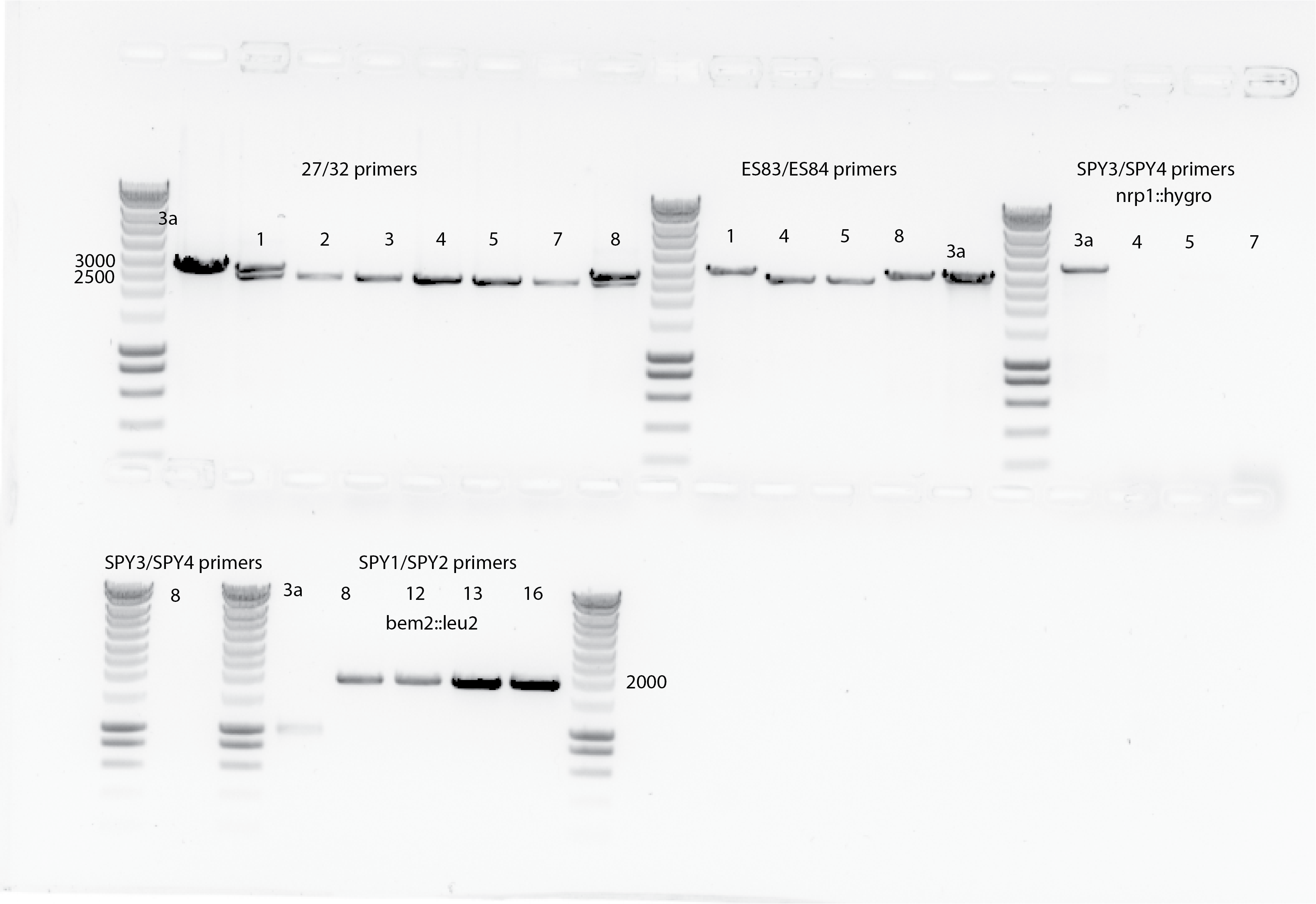 Large gel showing that increasing the time of the gel allow to resolve closer bands. Colony 1 and 8 from nrp1::hygro clones seems have both(?), and the rest seems OK according the band lenght. This observation is also consistent with primers 83 and 84. No bands are shown for the sequencing primers for the nrp1::hygro clones.For bem2 it seems also OK, all the bands. Still yll3a does not show the right band in 7000bp which could be due to the PCR cycle.