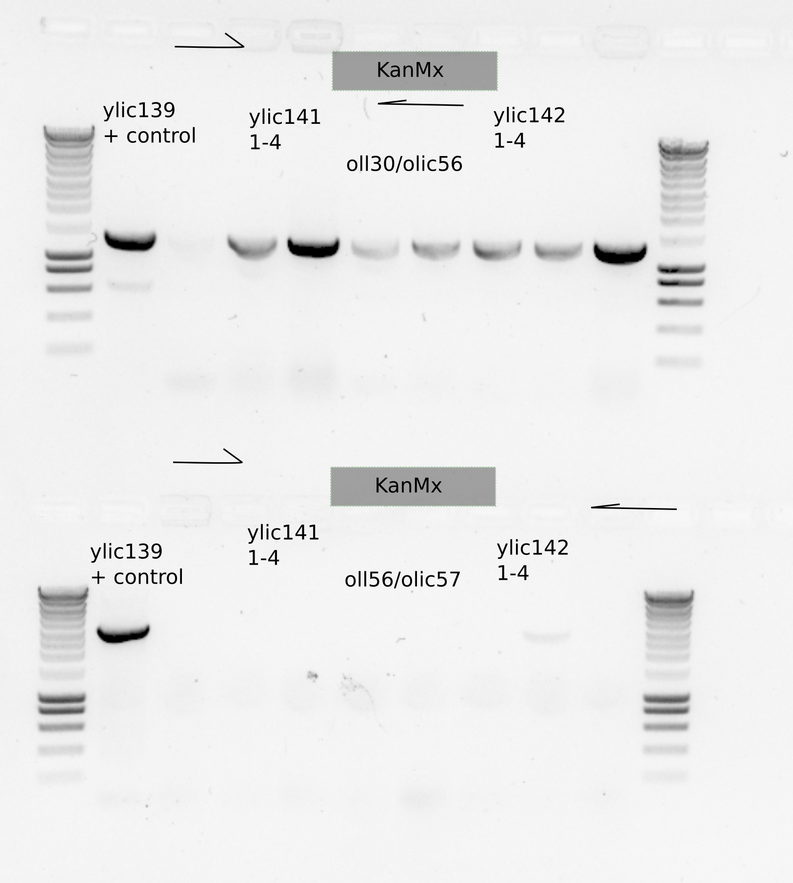 Positive colonies in the restreak