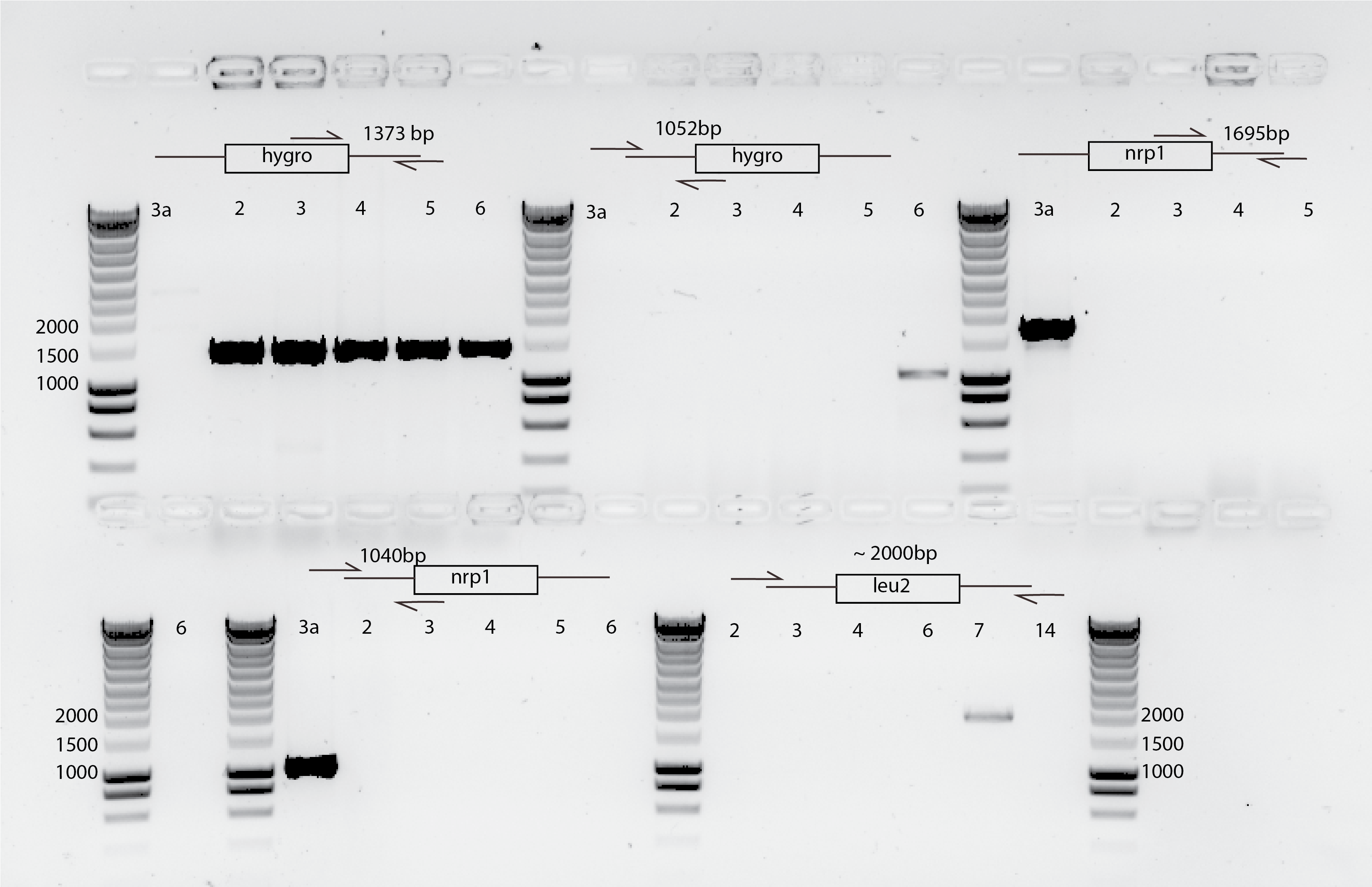 Gel showing the nrp1 transformants from 2-6 results from a PCR testing the hygro marker and the lack of nrp1 in the same region.