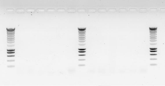 PCR results :( No bands )