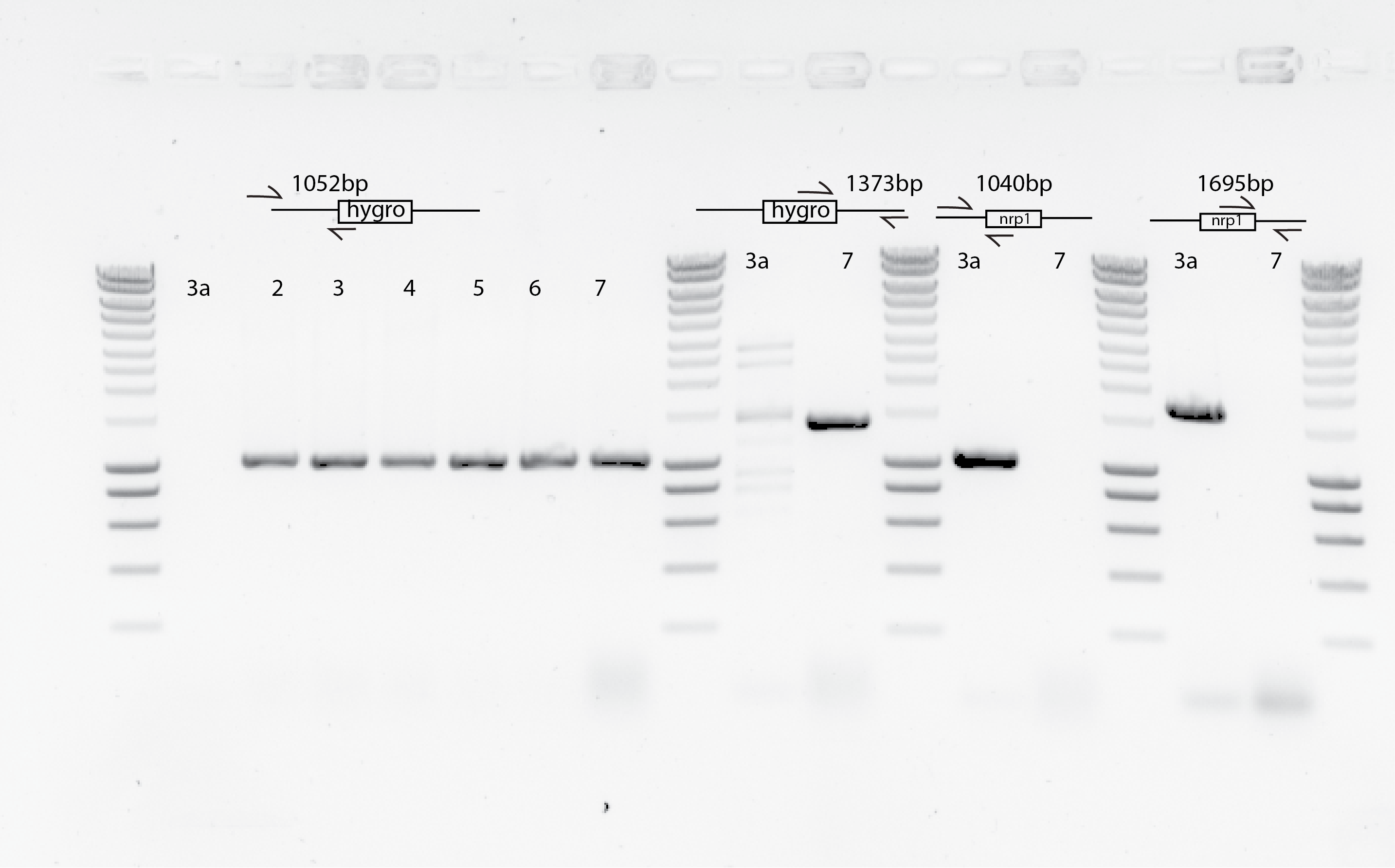 Gel showing that the nrp1 clones 2-6 are GOOD!!  so they passed this test of checking whther they have hygro marker or not.