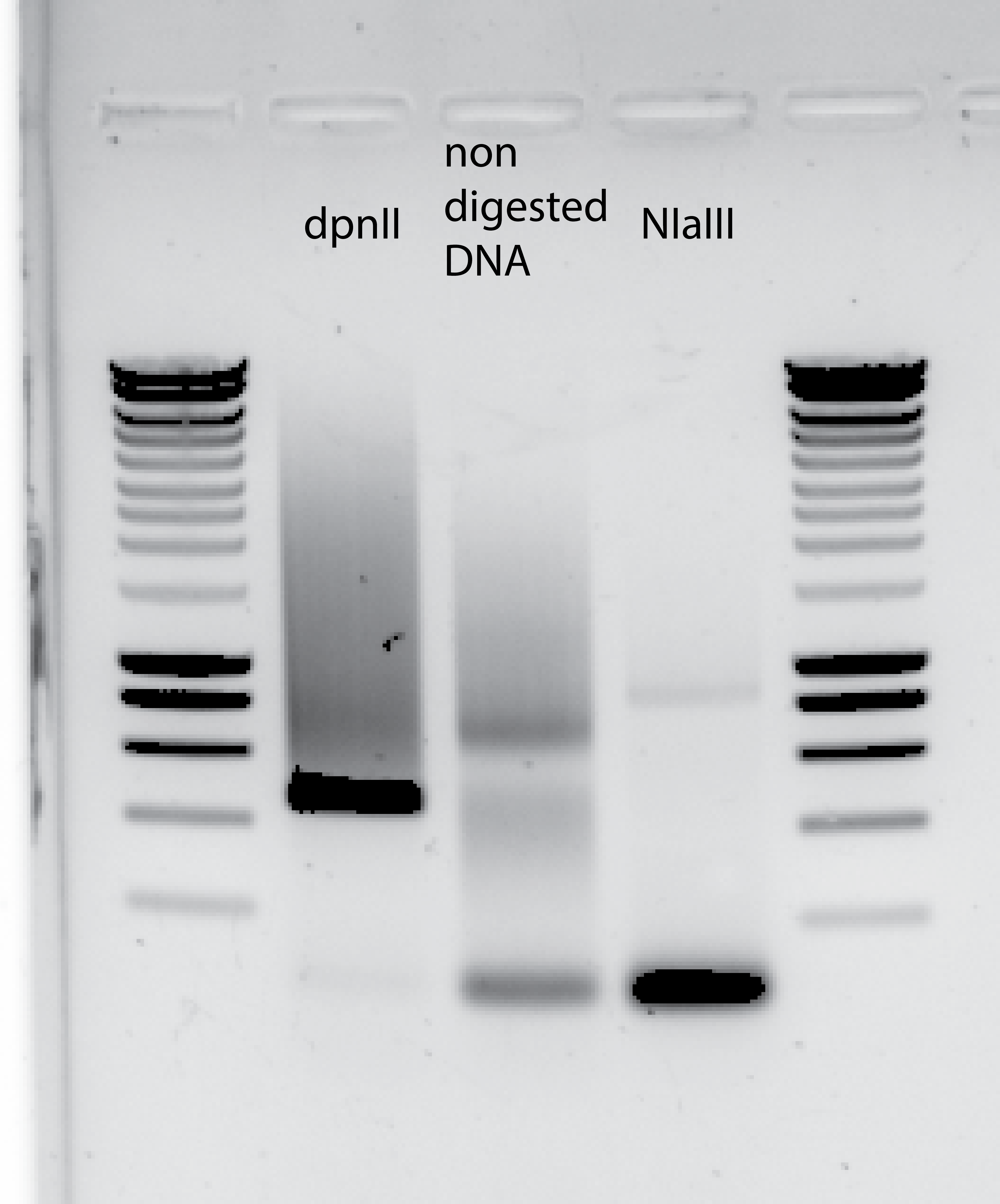 More DNA degradation in NIaIII line