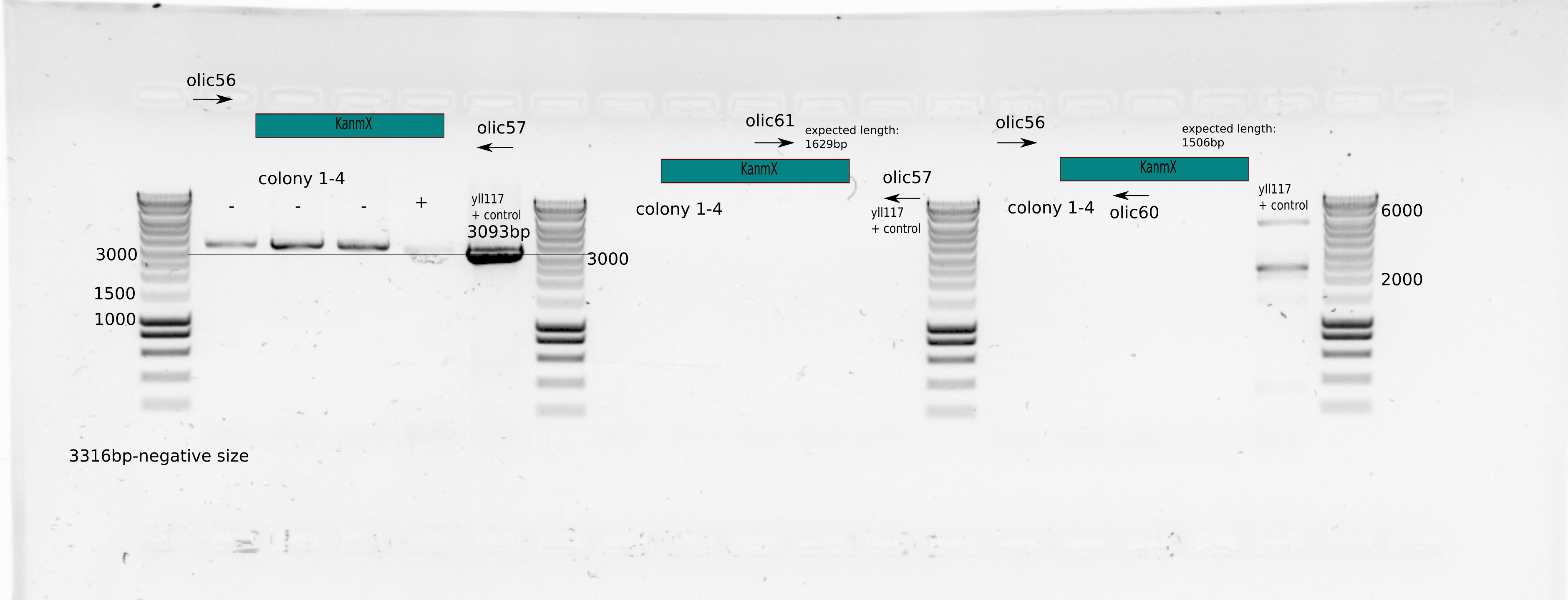 Colony PCR Gel