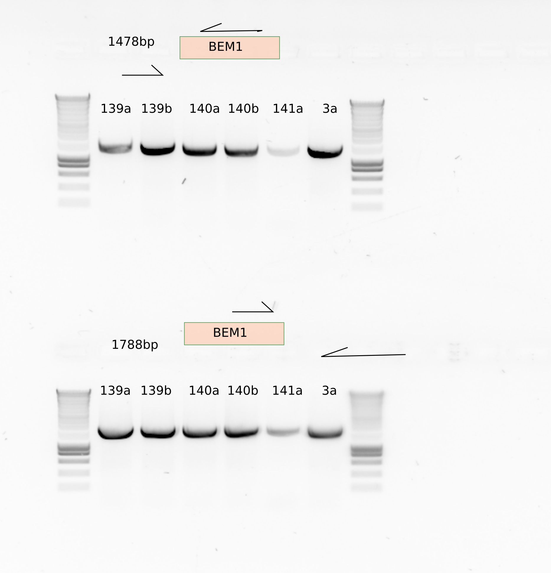 It shows that the mutants indeed have BEM1, which is cumbersome