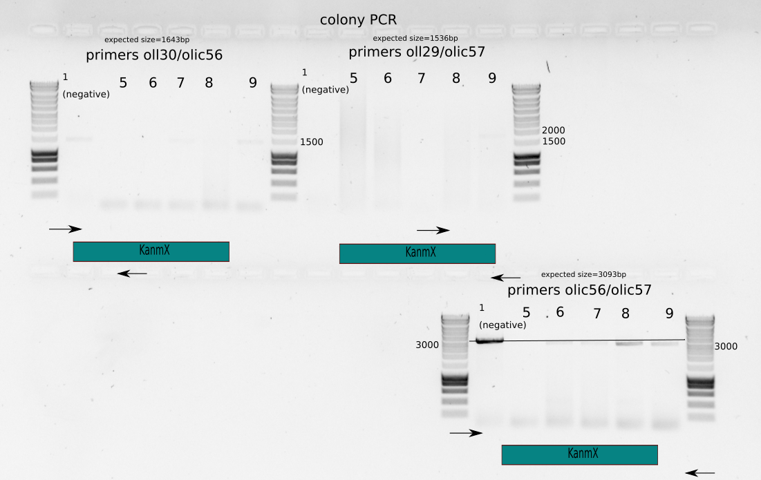 Colony PCR with Liedewij primers  