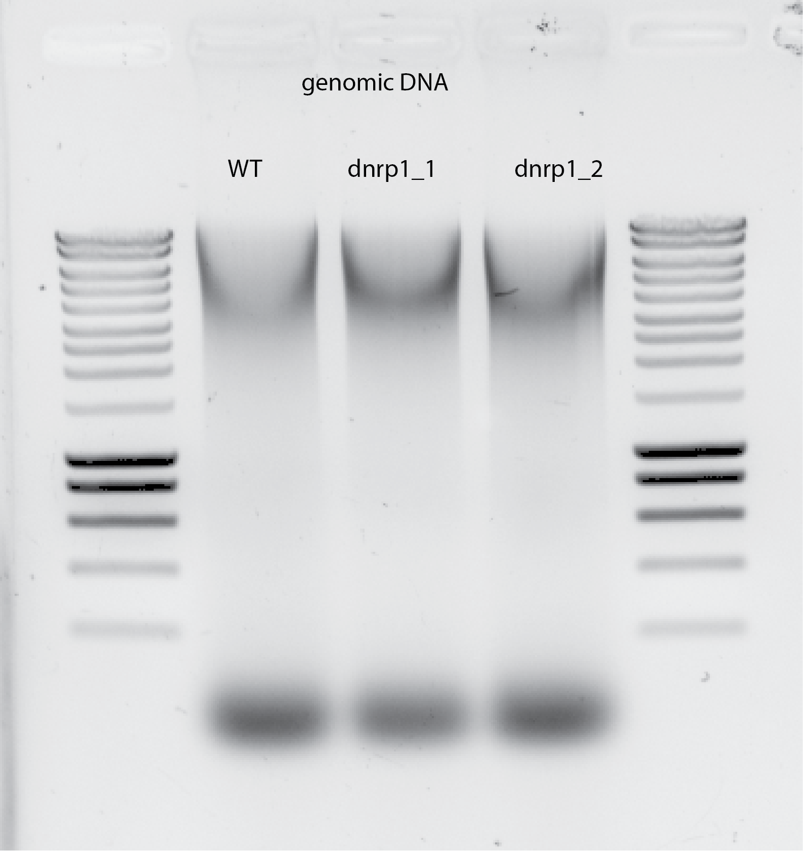 DNA-extraction#1