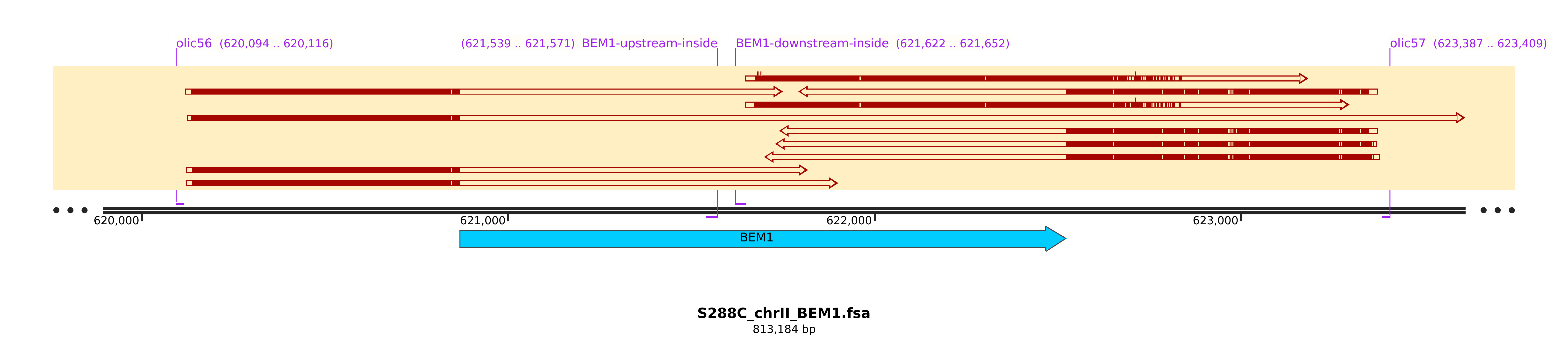 Overlap with the downstream part of BEM1