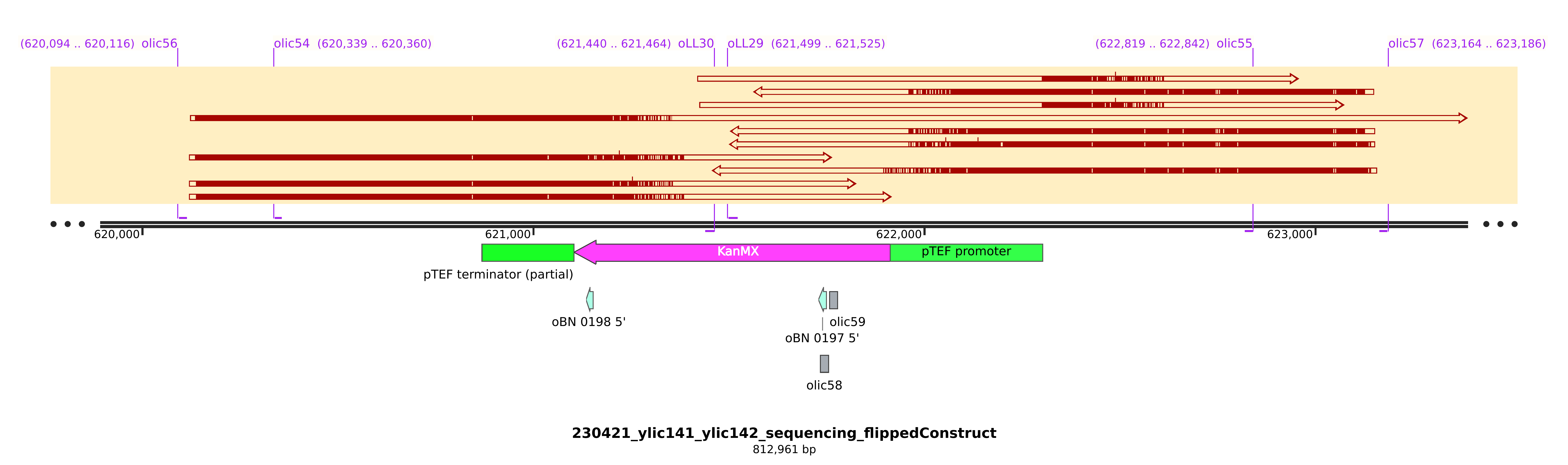 Overlap with the PTEF promoter for the same strain