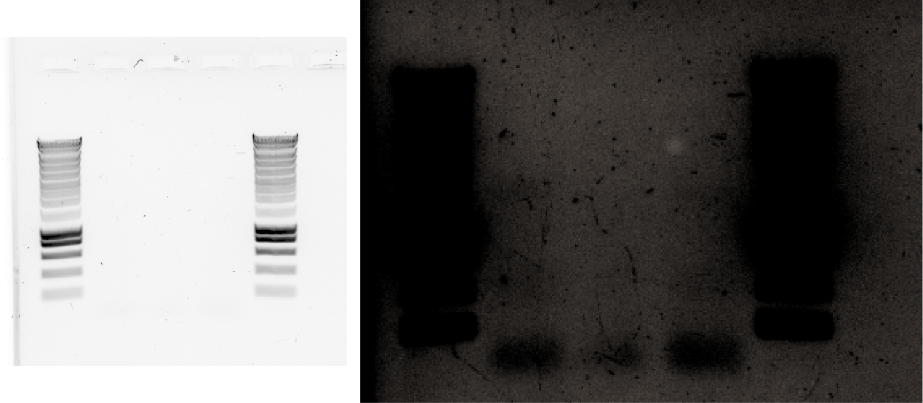 Highly inefficient PCR