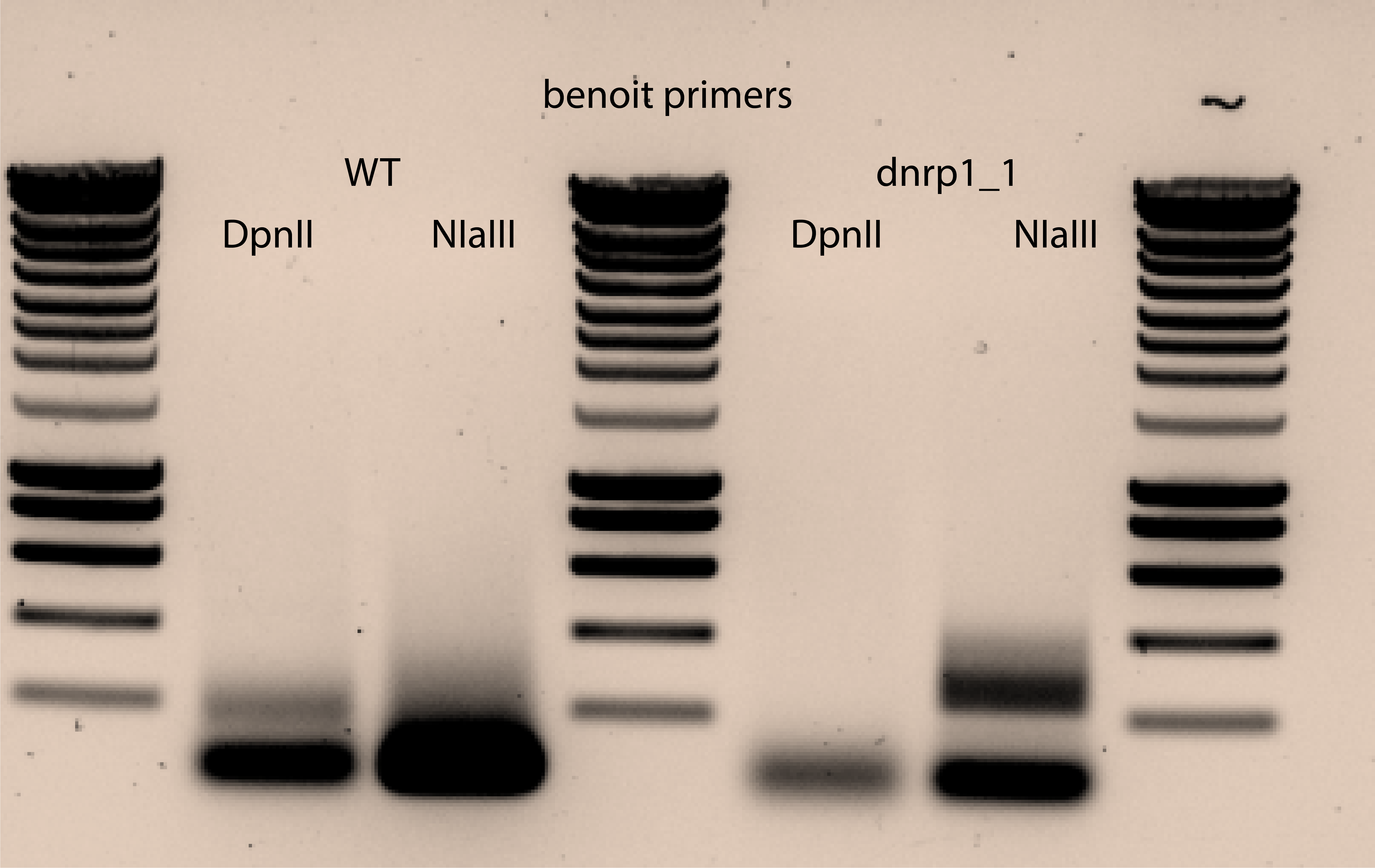 18092020-Benoit primers with WT and dnrp1_1 strains