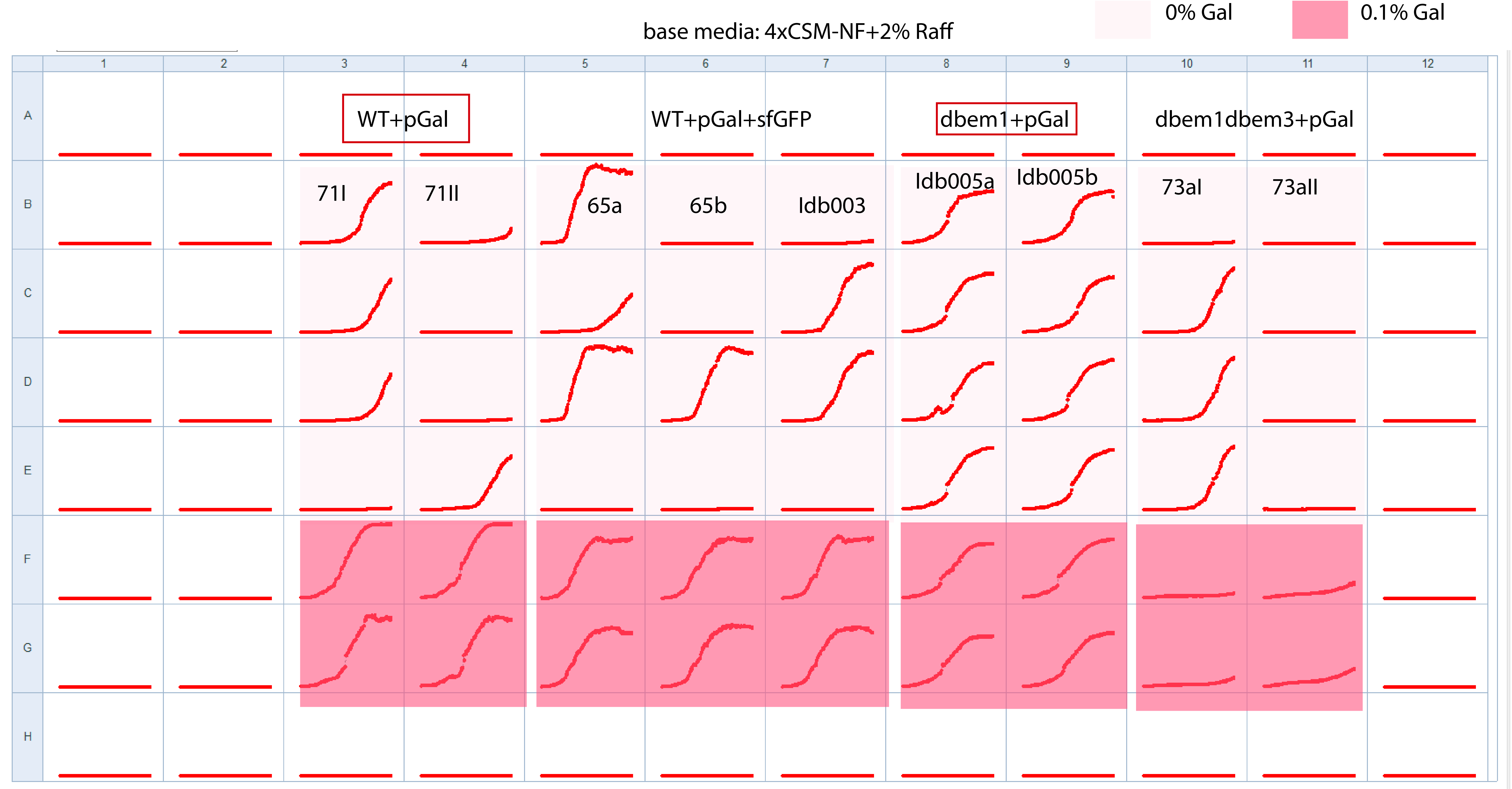 Screenshot from the 96 well plate after 48h of measurements