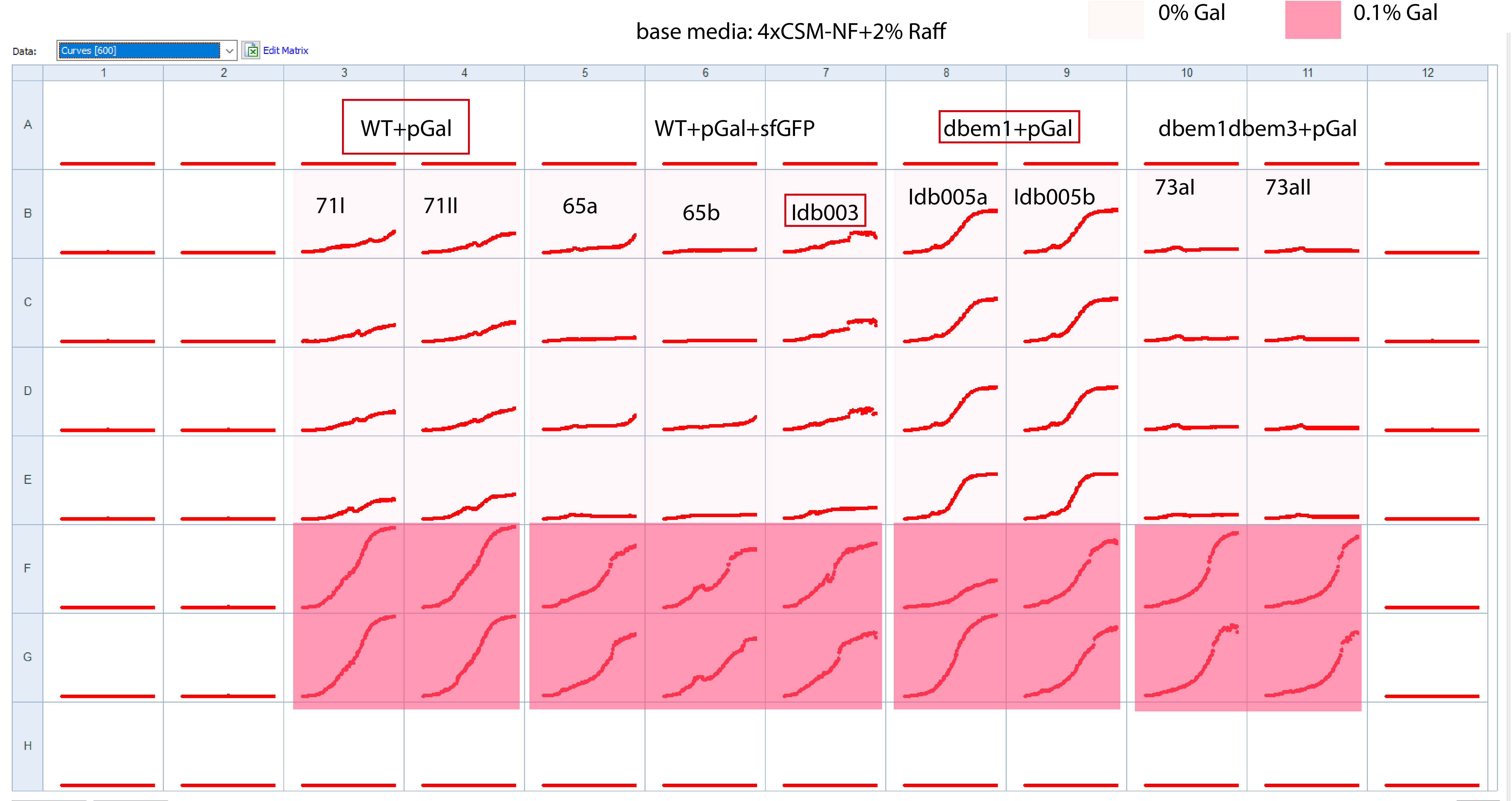 Screenshot from the 96 well plate after 48h of incubation