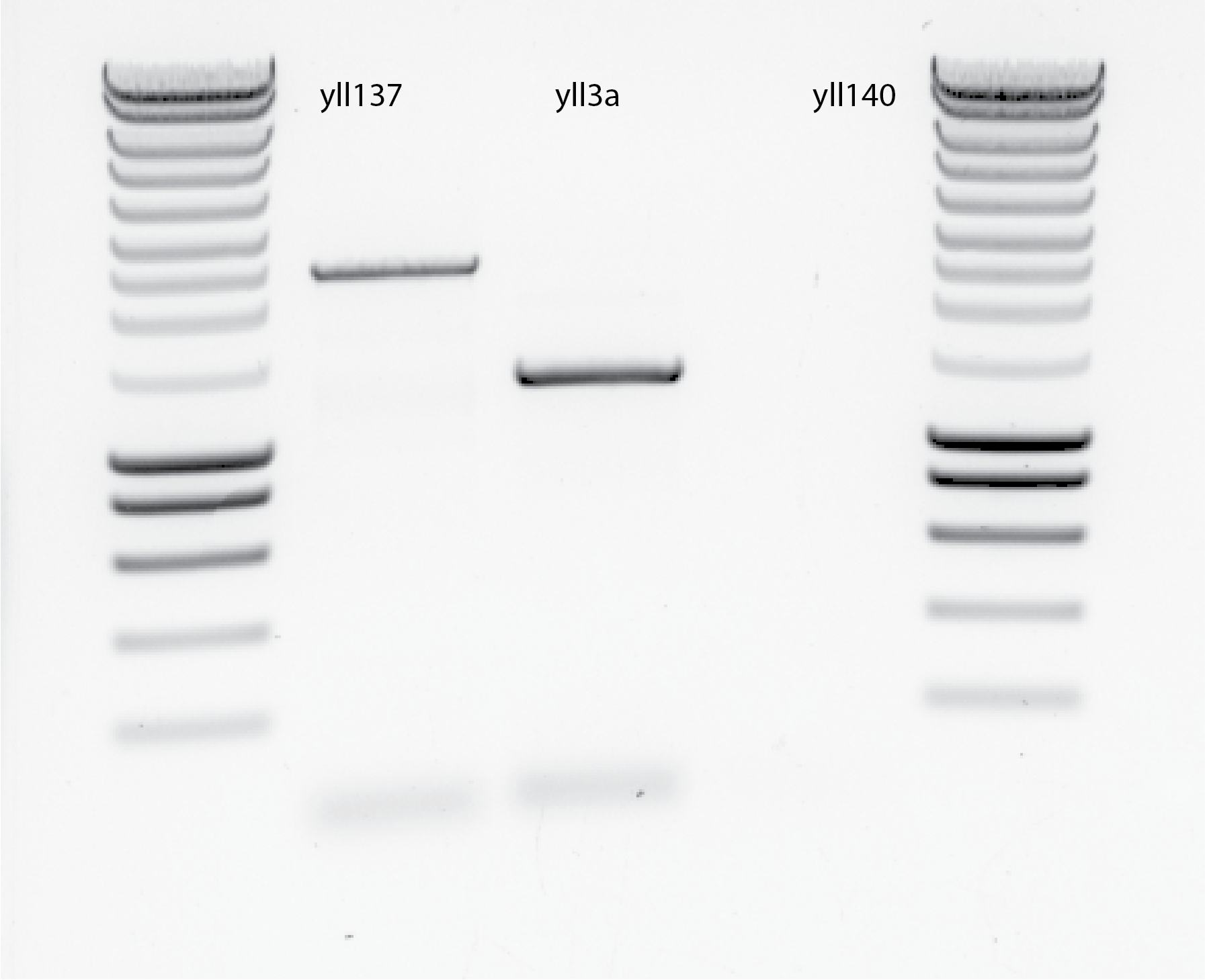 Overnight PCR results