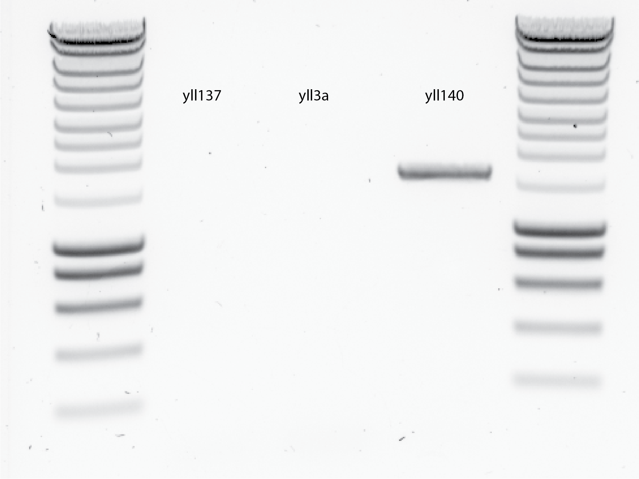 Results from the touch down PCR