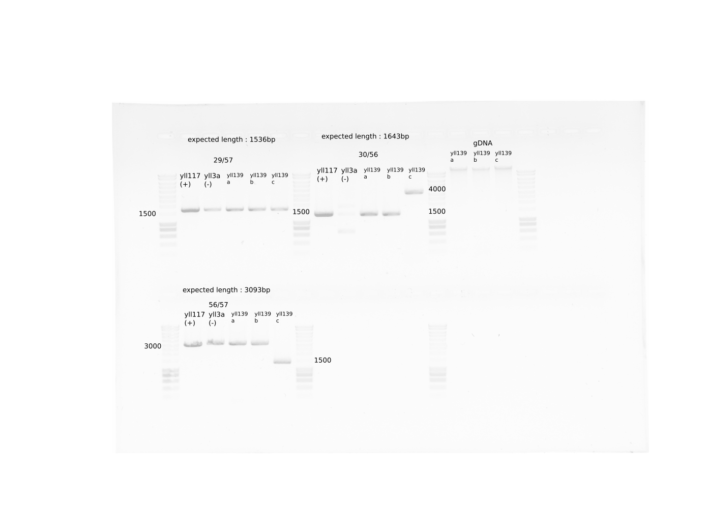 PCR with gDNA