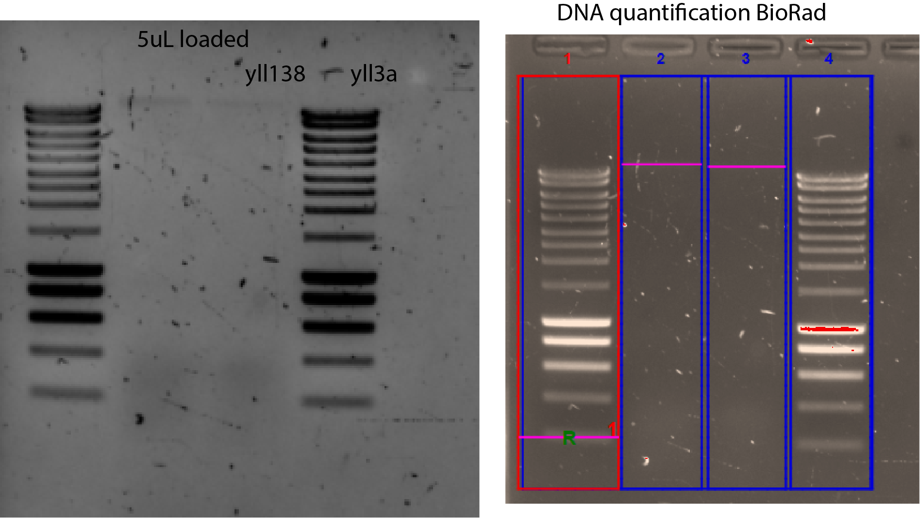 Very low DNA concentration and lost of RNA at the bottom