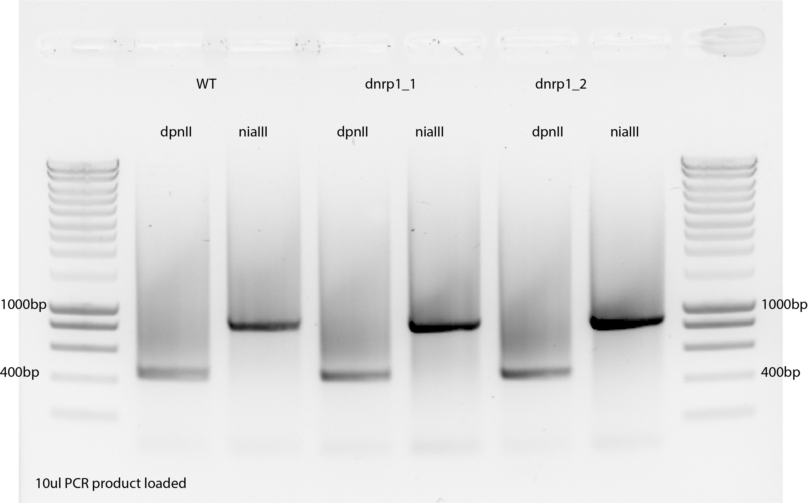 Ligation #1 