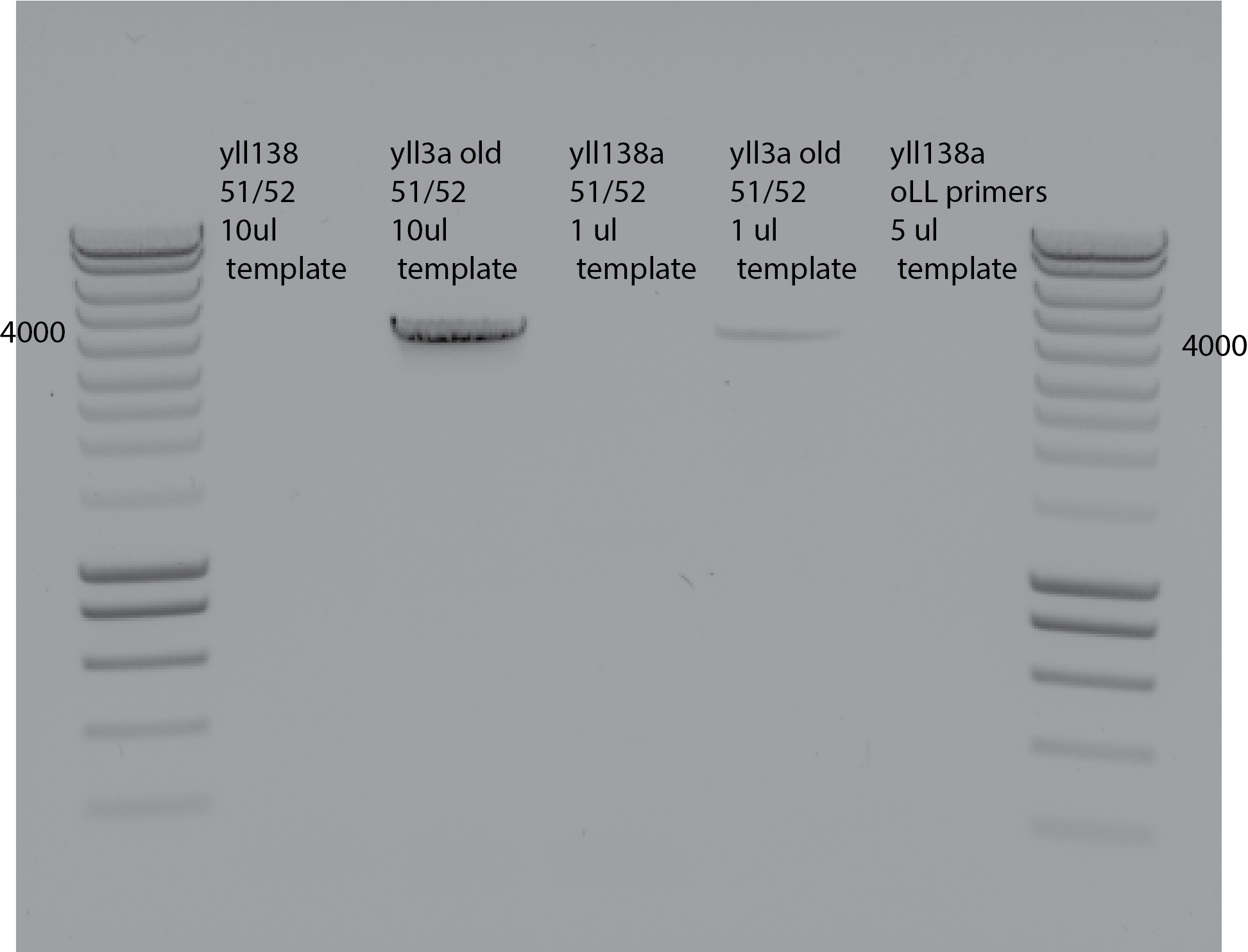 Confusing! No product for yll138 with oLL primers 