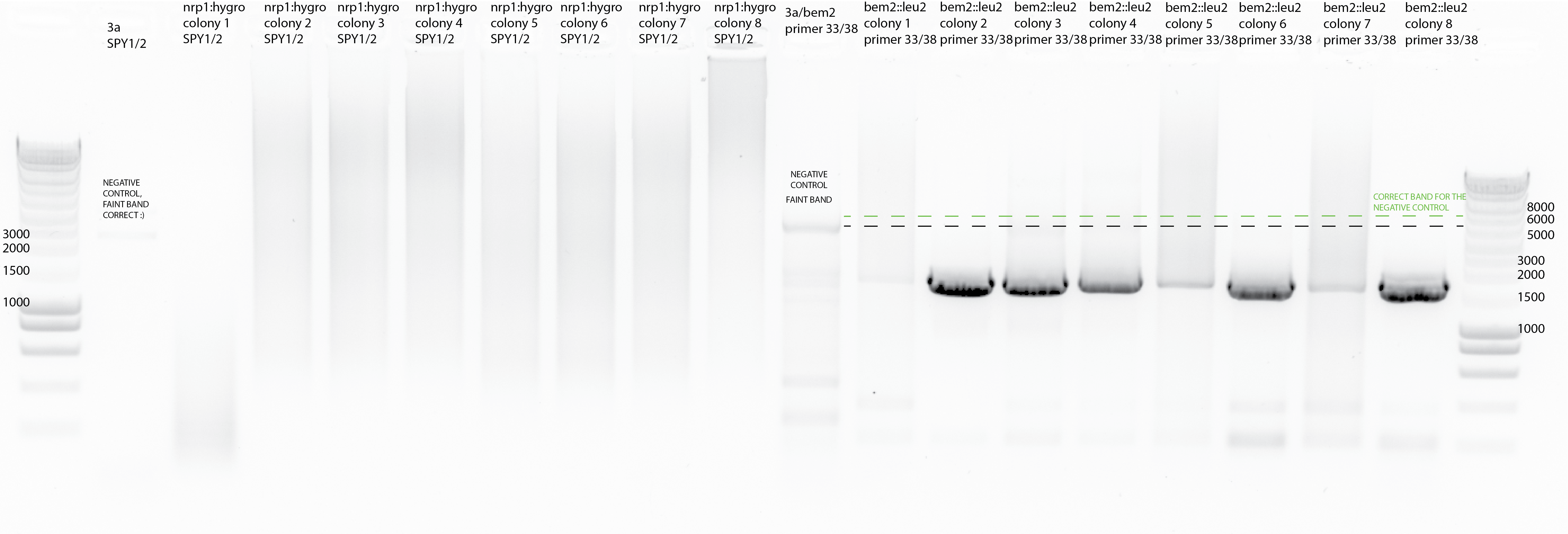 1st Colony PCR gel with 1ul template