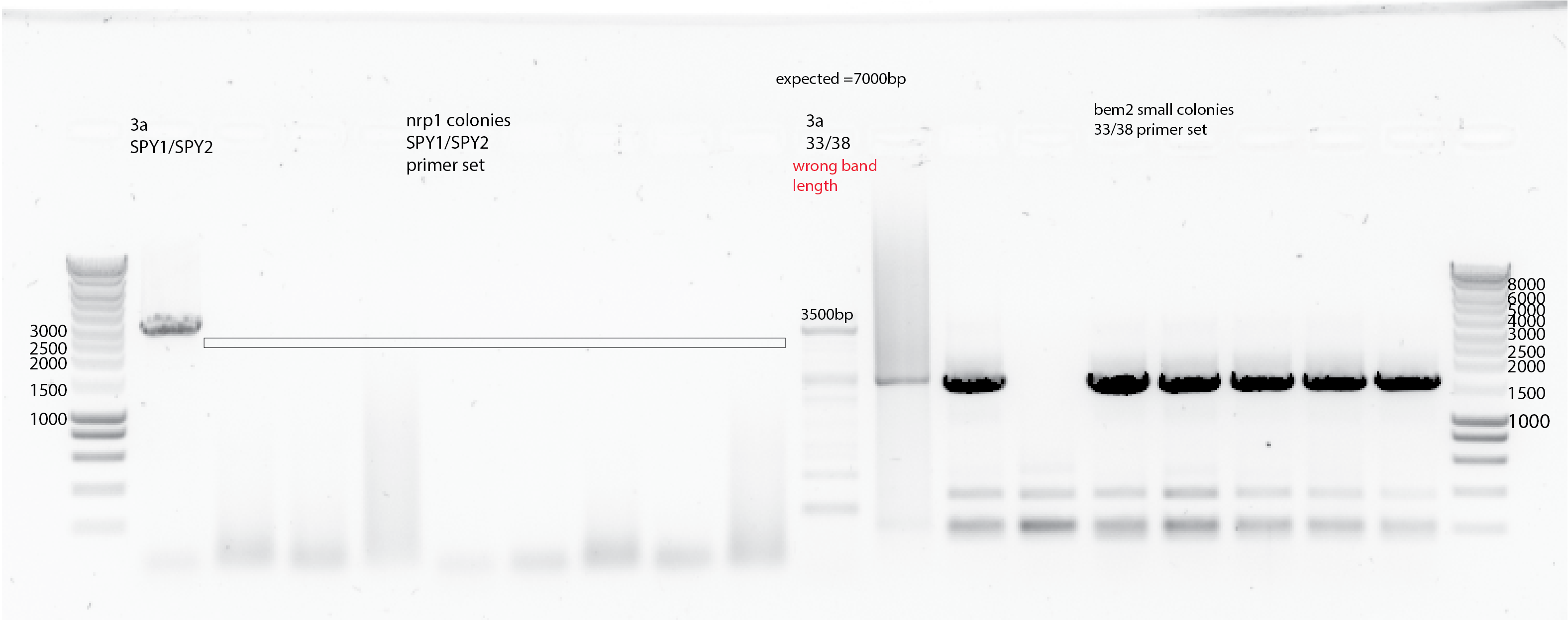 2nd Colony PCR with 5ul template and more bem2:leu2 colonies. The second half of the gel after the 3a with 33/38 primers corresponds with the 9-16 small colonies from -leu2 plates.