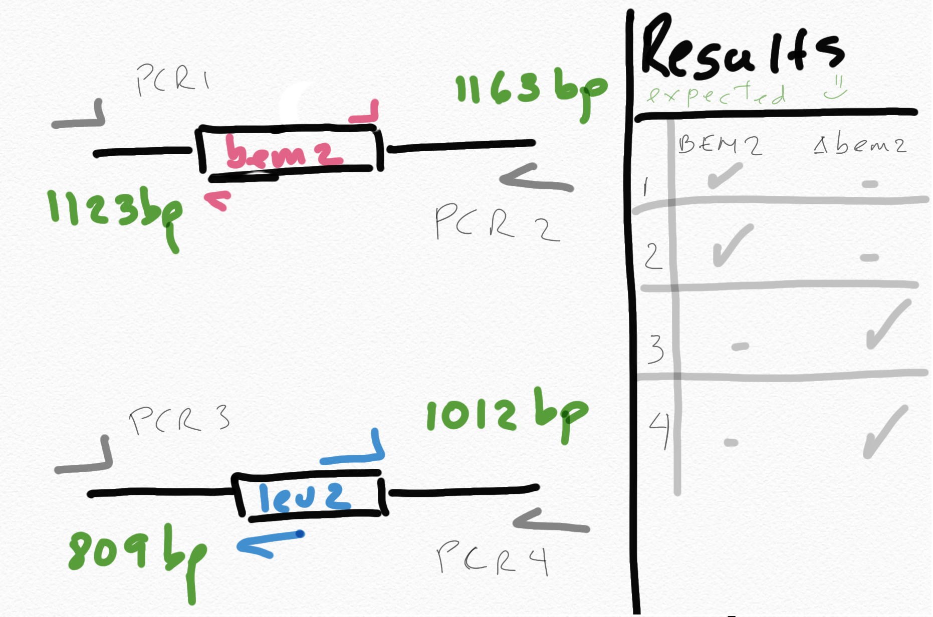 Sketch of what is expected in the colony PCR