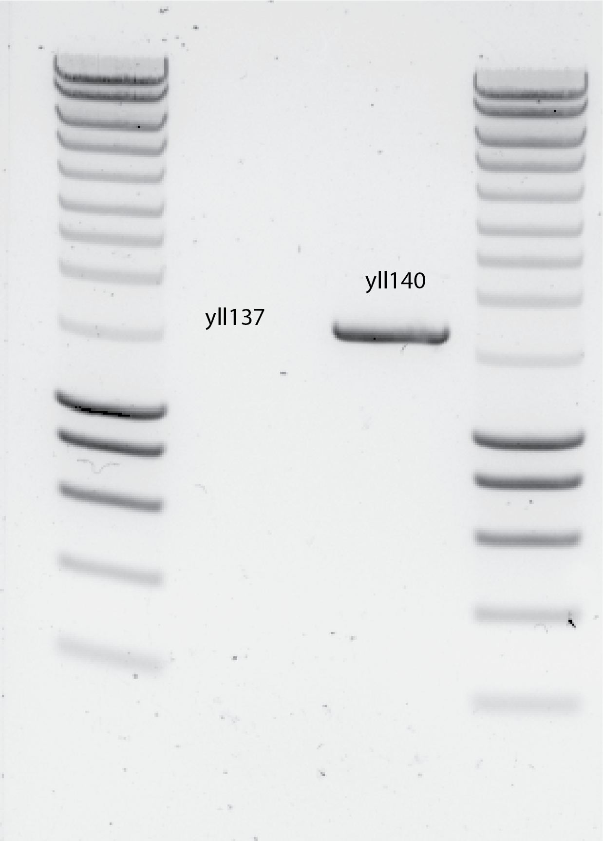 DNA gel of the PCR products