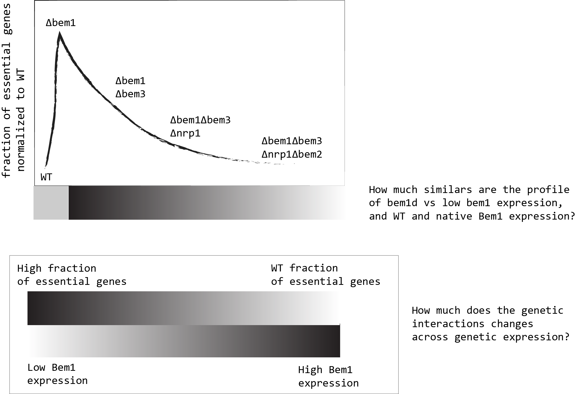 How Bem1 genetic expression influences genetic interactions?