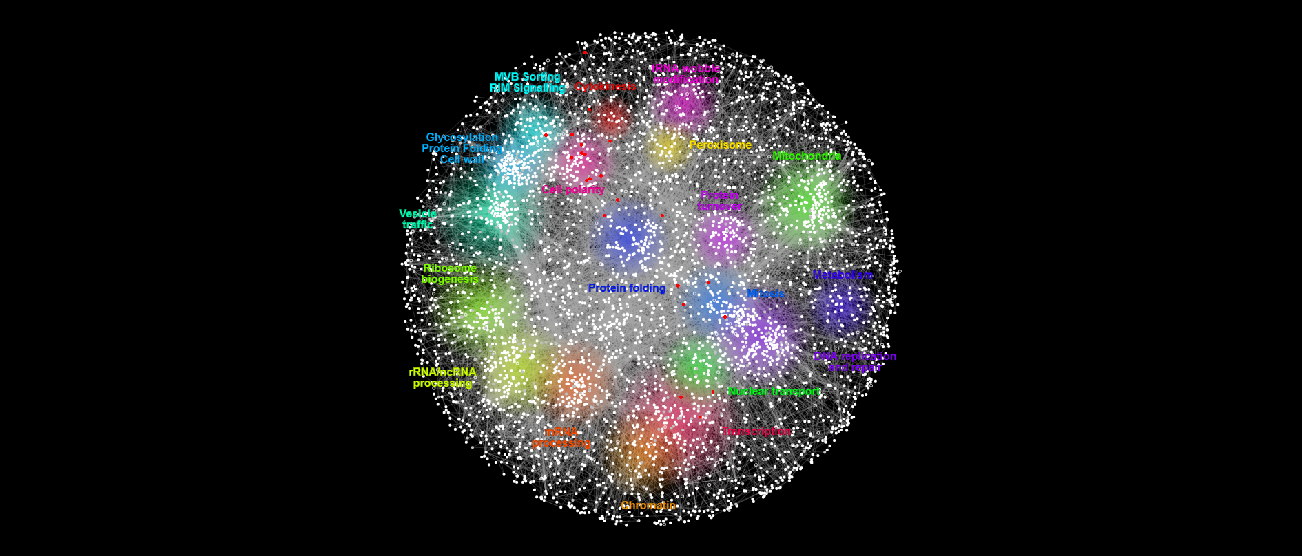 Essential genes that are also Bem1 synthetic lethals