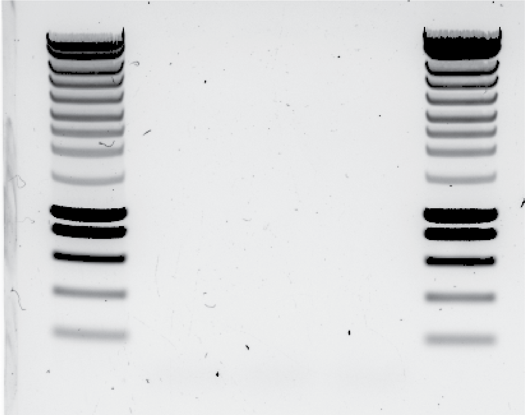 Result of the next round PCR ... very sad