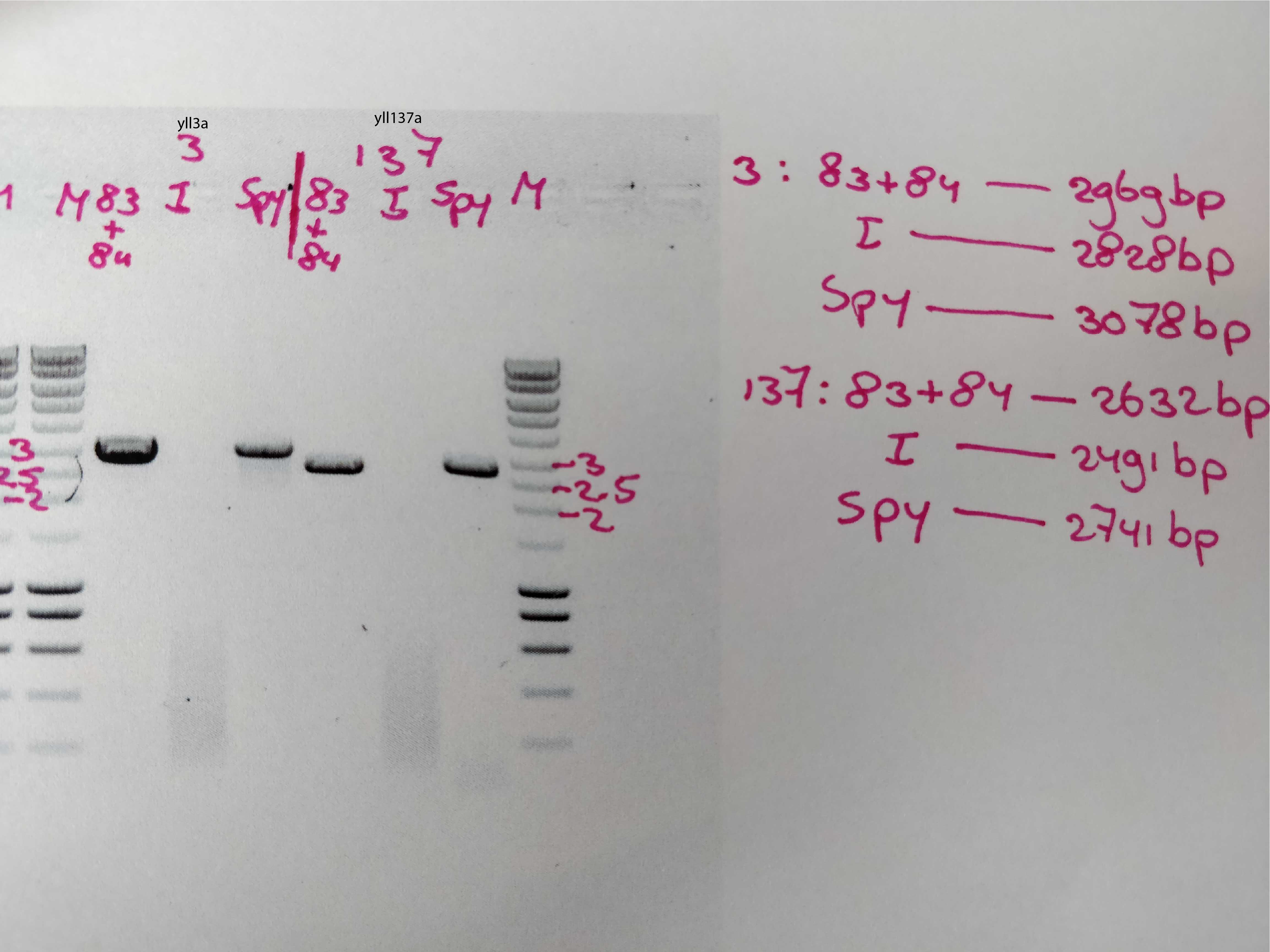 PCR done by Els Sweep, with her set of primers, and it was succesful :) for yll137 and yll3a