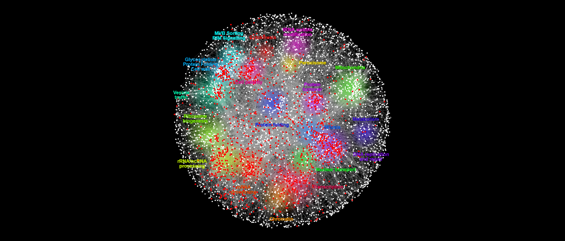 Essential genes on the yeast genetic interaction map