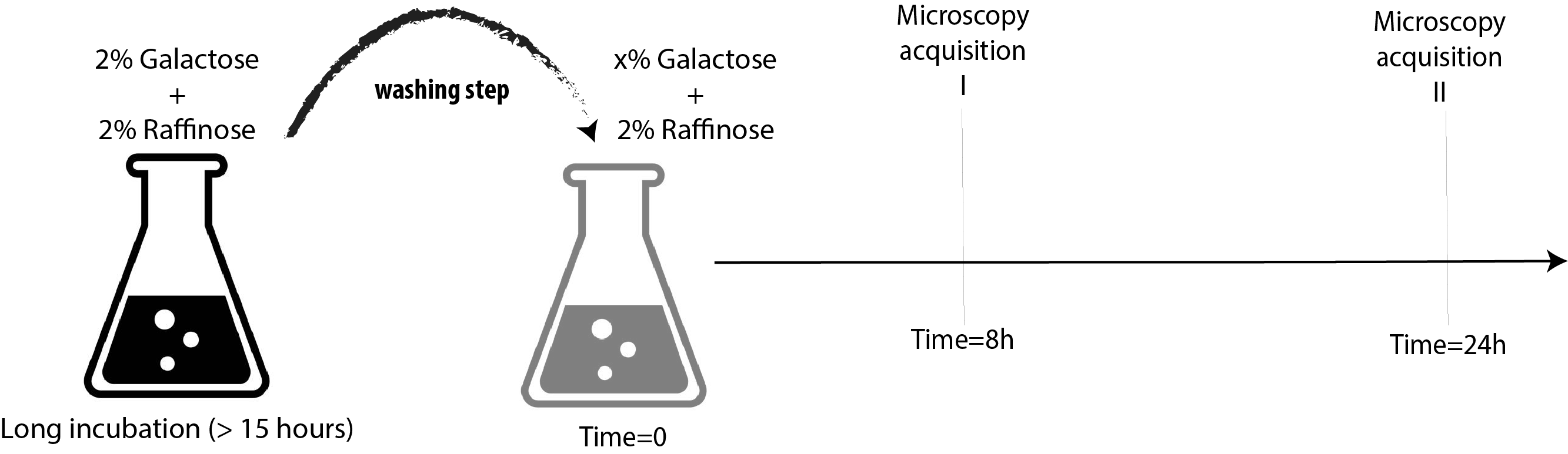 Experimental Design for the microscopy measurements