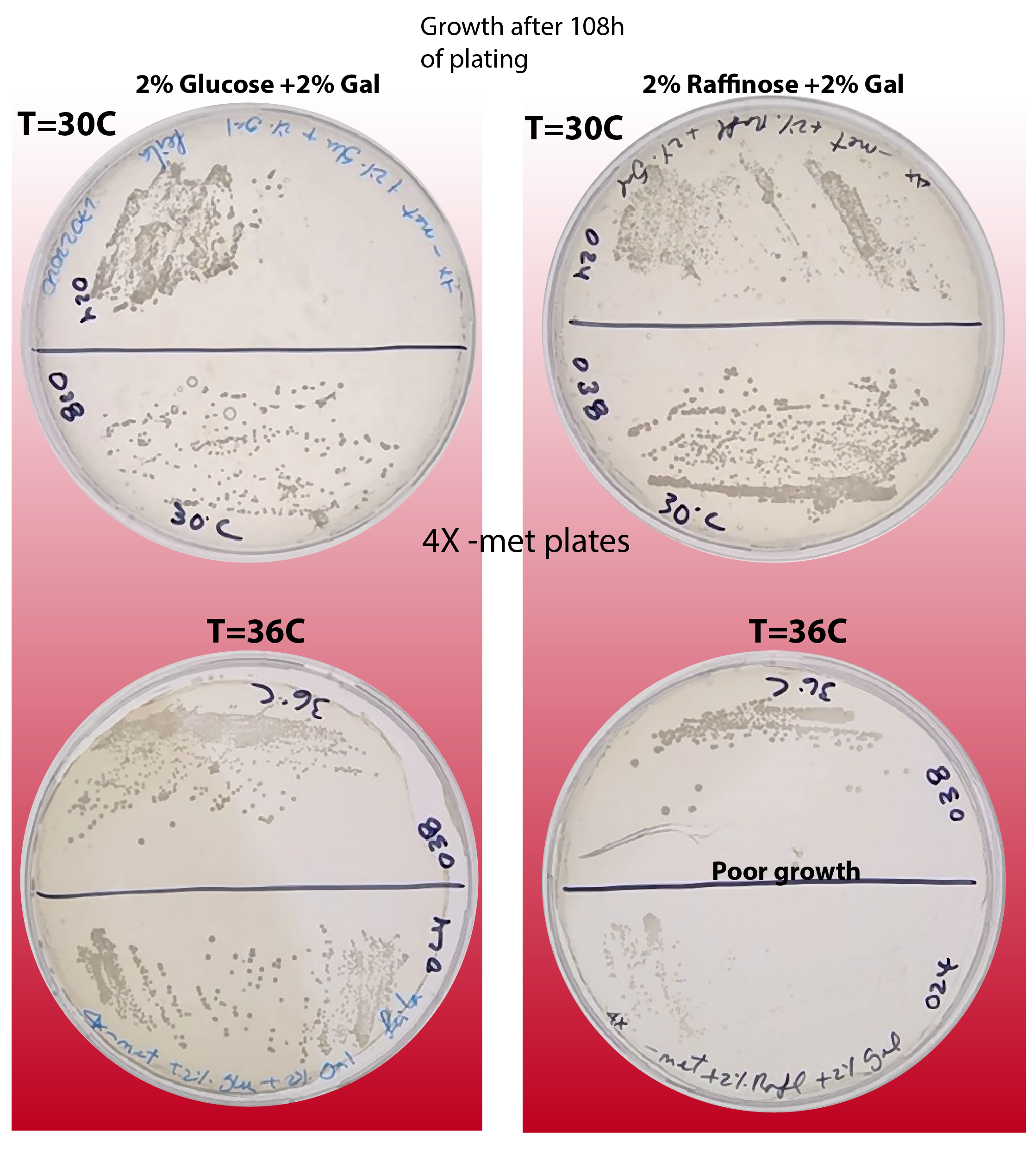 Phenotype comparison of ywkd24 and ywkd038 varying temperature and sugar source. 108 hours after plating