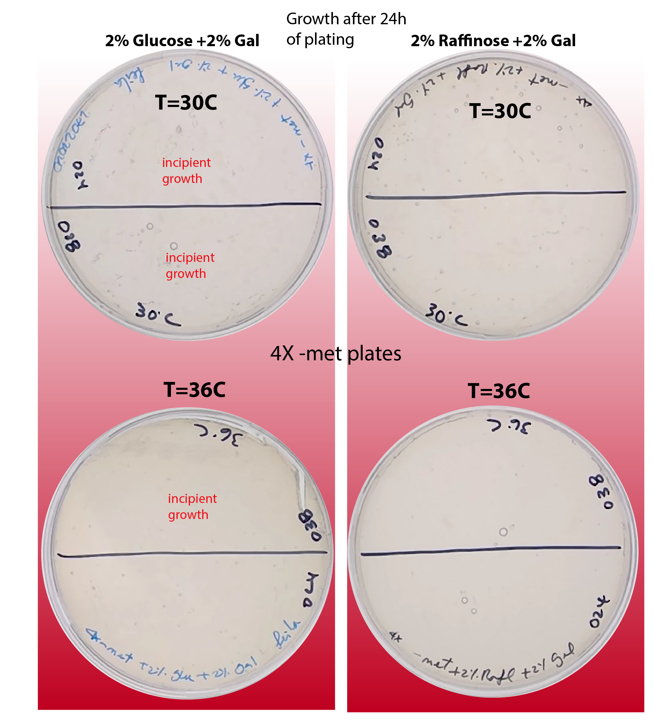 Phenotype comparison of ywkd24 and ywkd038 varying temperature and sugar source. 24 hours after plating