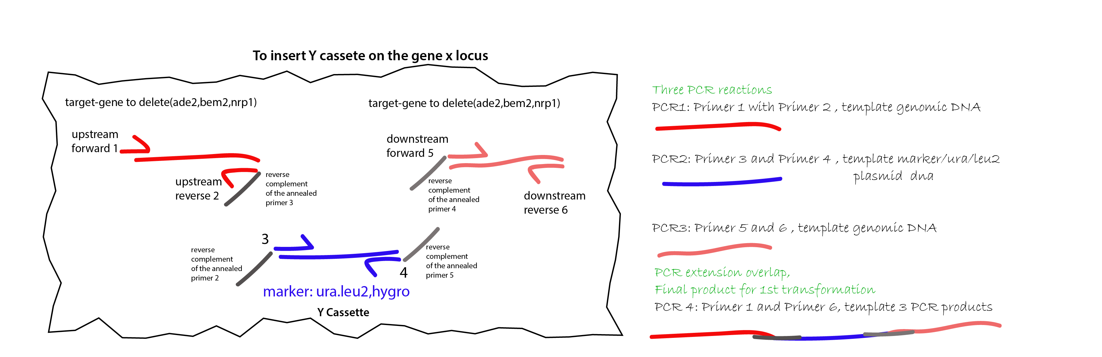 Sketch of how to design the 6 primers per gene deletion transformation