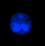 Three nuclei cells