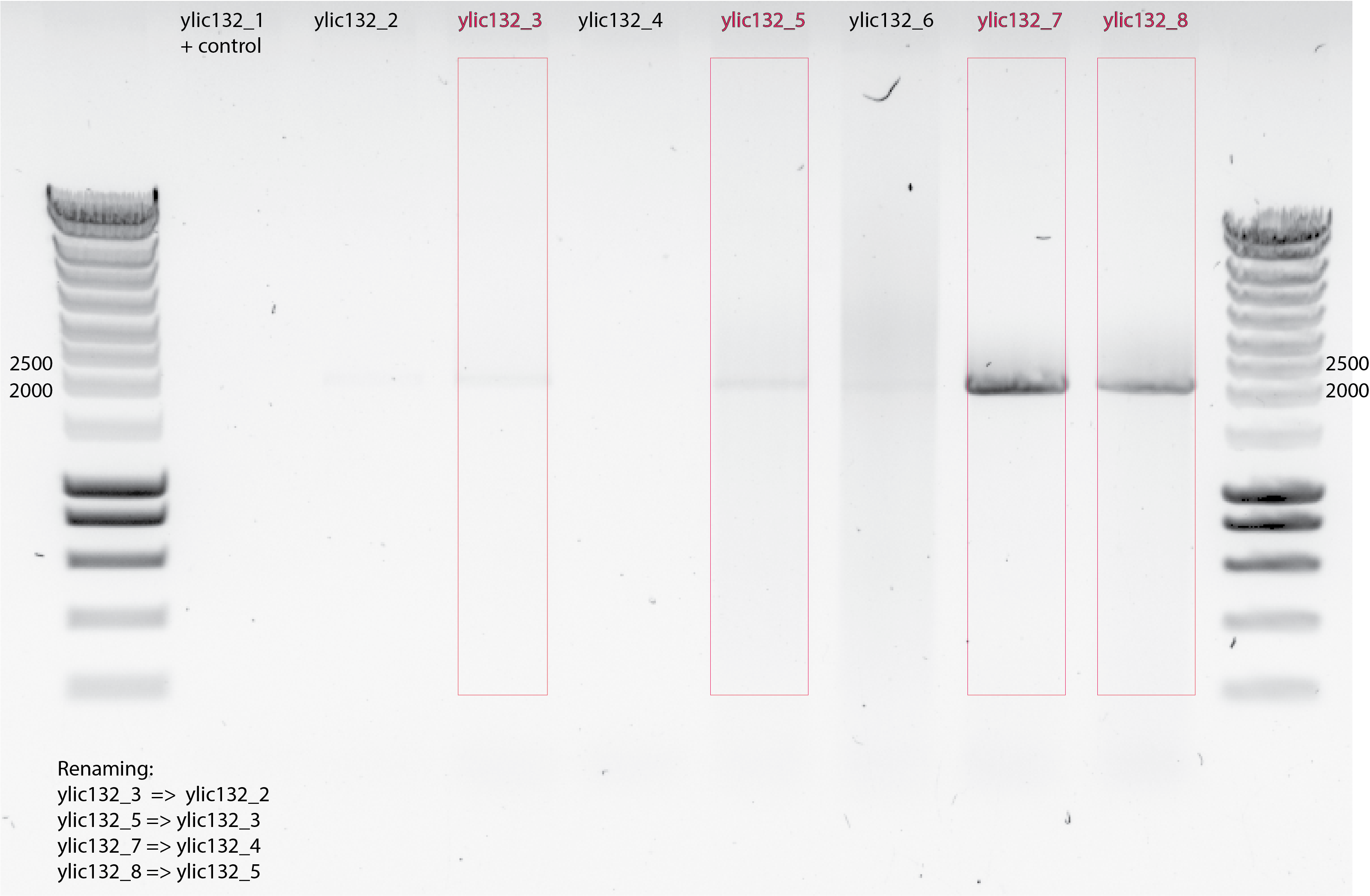 PCR-gel